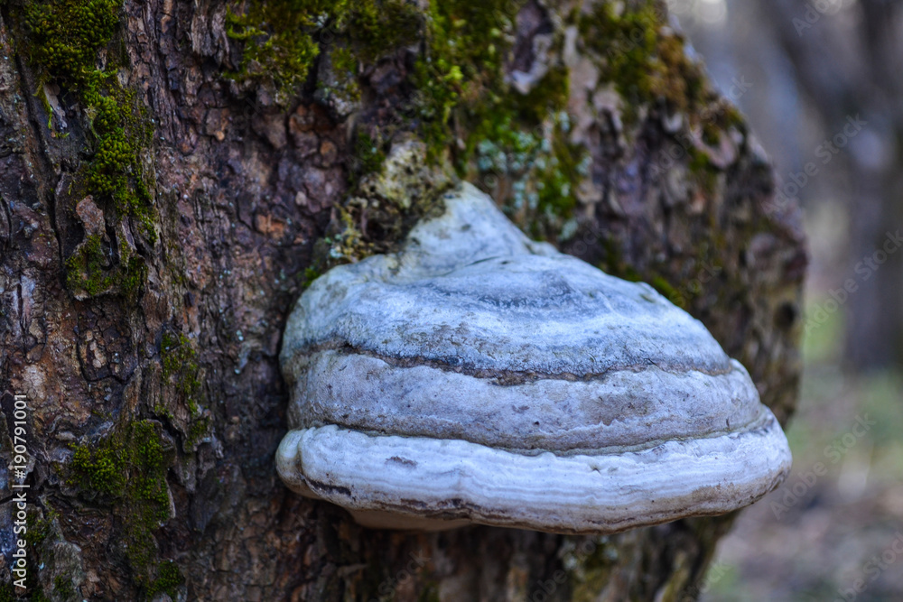The mushroom on the trunk of tree The mushroom on the trunk of tree