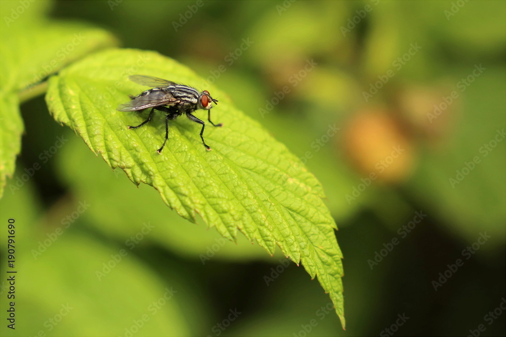 Graue Fleischfliege auf Blatt - Sarcophaga carnaria Graue Fleischfliege auf Blatt - Sarcophaga carnaria