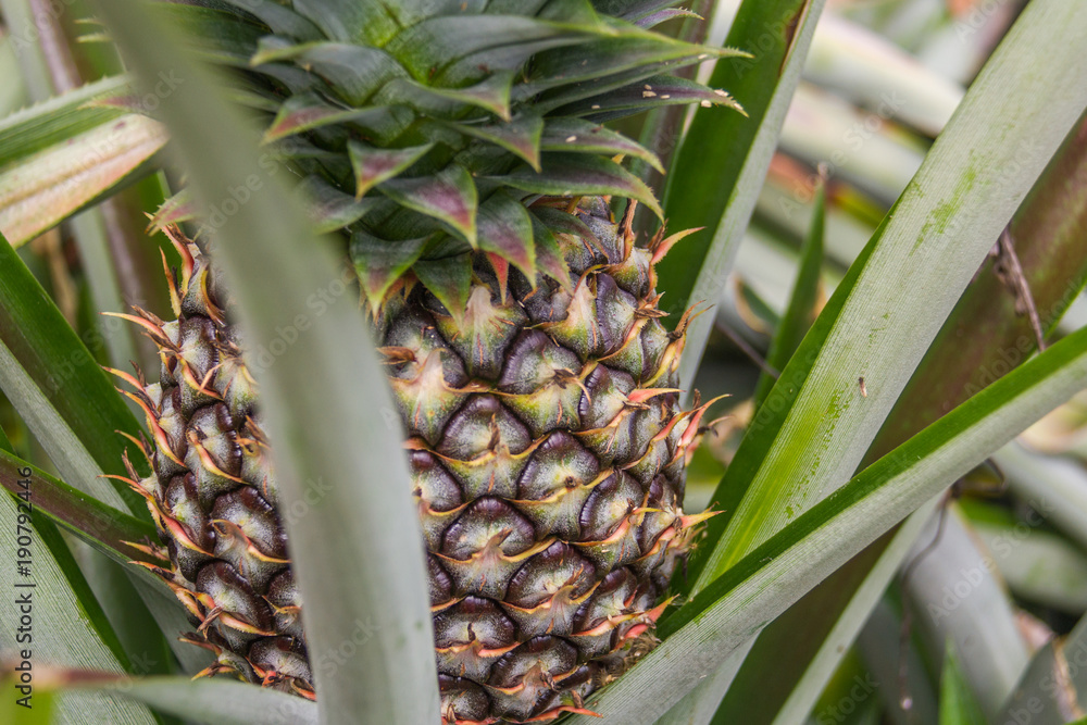 Obraz premium Sweet pineapple planted in the garden, Tropical fruit