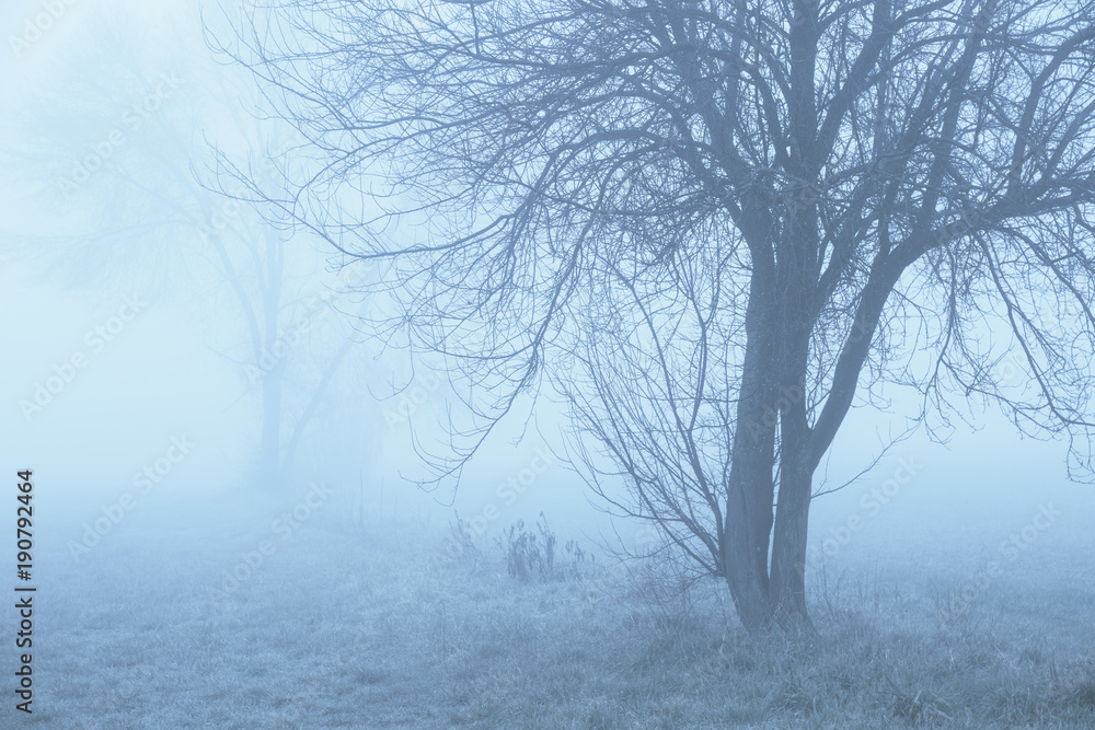 Trees in the fog Trees in the fog