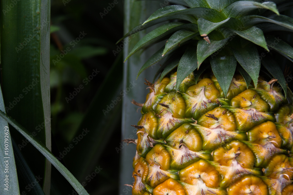 Sweet pineapple planted in the garden, Tropical fruit Sweet pineapple planted in the garden, Tropical fruit