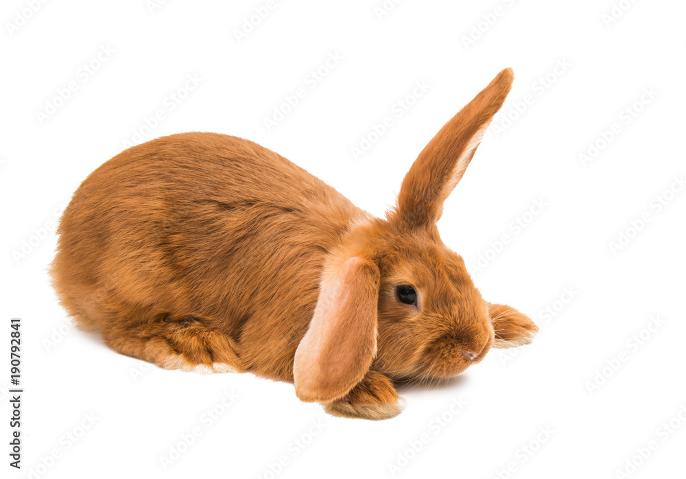 Fototapeta premium rabbit isolated