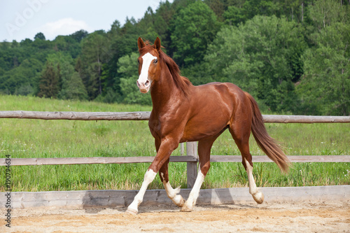 Portrait of nice running hot-blooded horse