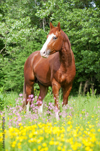 Portrait of  nice hot-blooded horse on meadow
