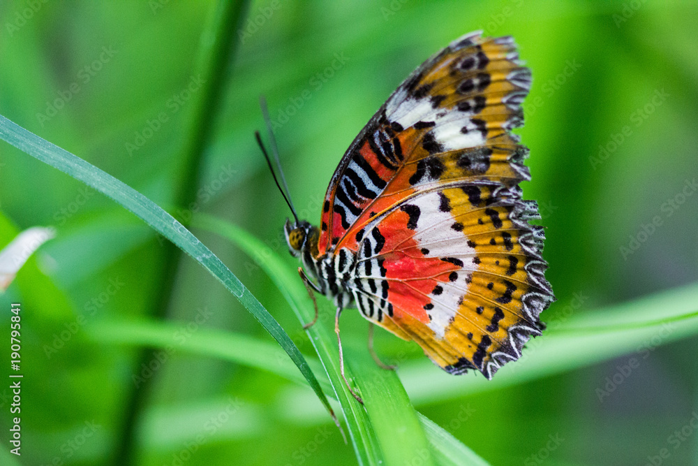 Obraz premium Papillon majestueux 