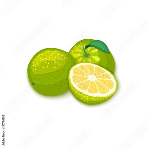Composition of tropical grapefruit fruits. Vector card illustration. Group of ripe vector citrus pomelo fruit whole and slice for design of food packaging breakfast, detox, cosmetics cream, jam, juice