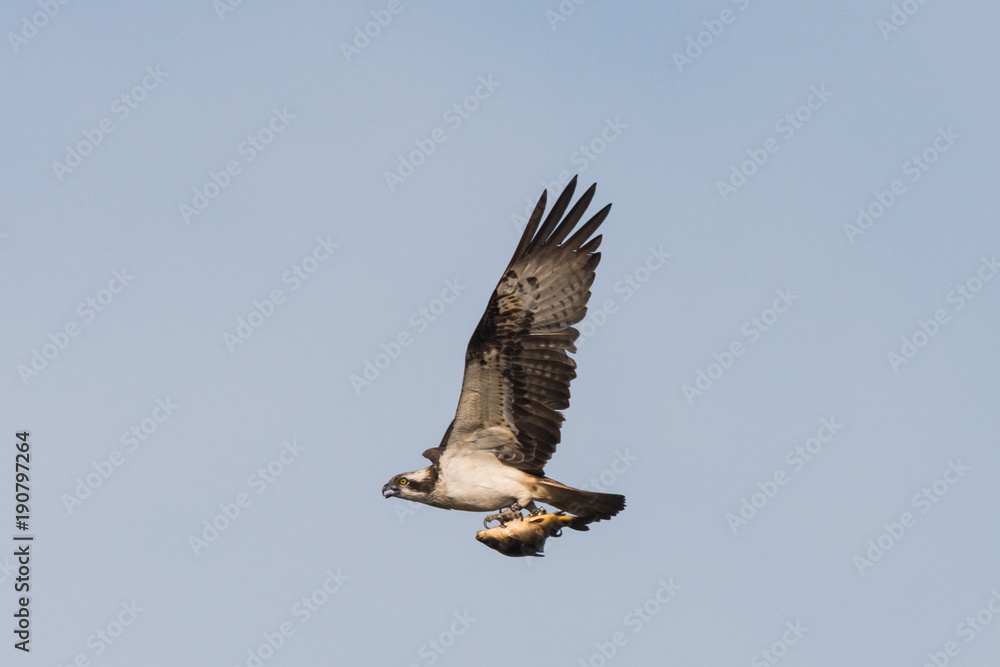 Obraz premium Osprey Hunting Pandion haliaetus