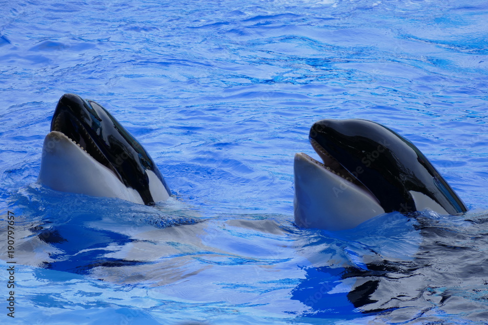 Fototapeta premium LES ORQUES