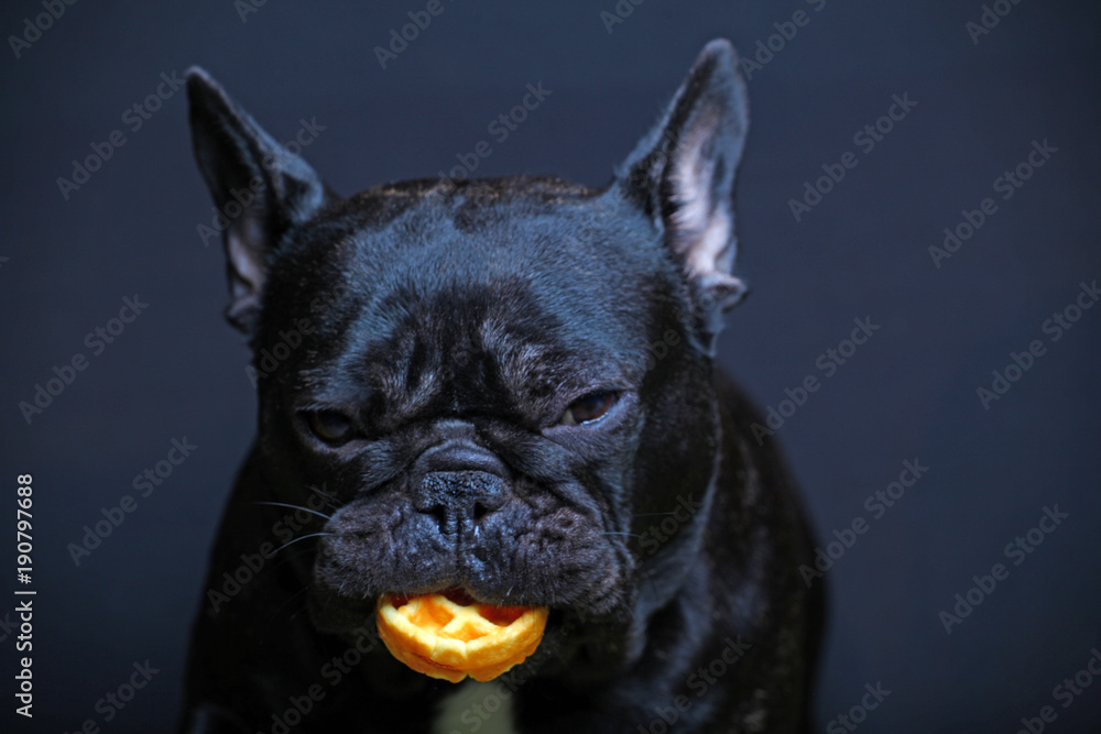 French Bulldog Studio French Bulldog Studio