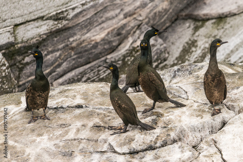 common shag, European shag, Phalacrocorax aristotelis photo