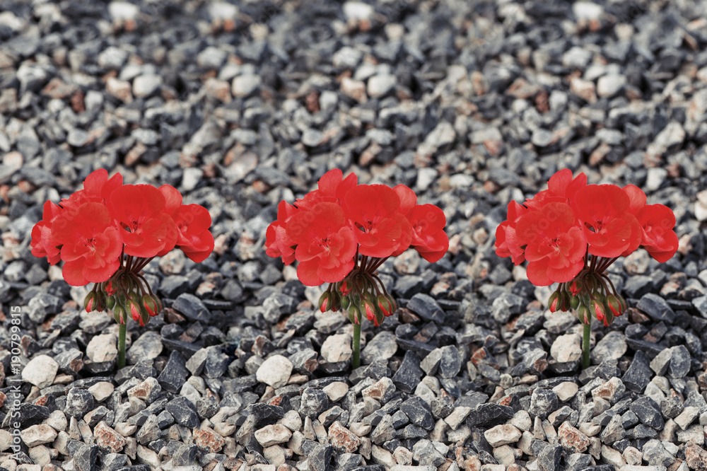 Closeup image of red flower growing up from the gravel. The concept of life and motivation. Struggle for life. Desire to live Closeup image of red flower growing up from the gravel. The concept of life and motivation. Struggle for life. Desire to live