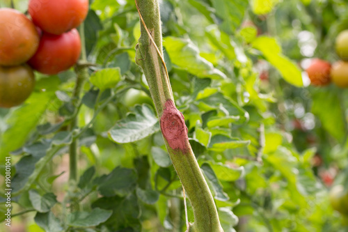 Quadro em tela Curación de las infecciones de botrytis con masilla cicatrizante y desinfectante