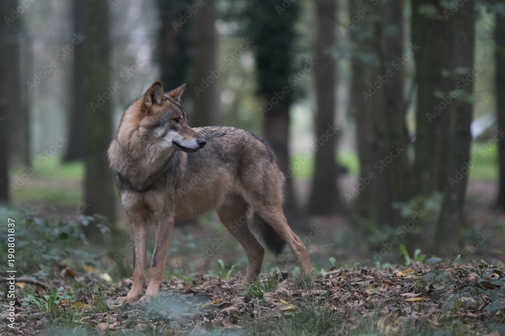 Obraz premium Wolf in the forest