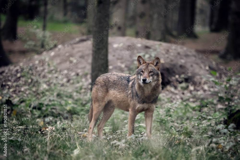 Obraz premium Wolf