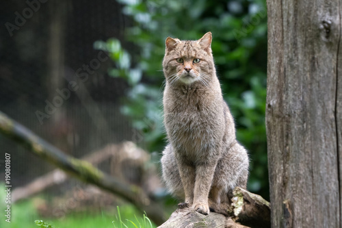 Wild Cat