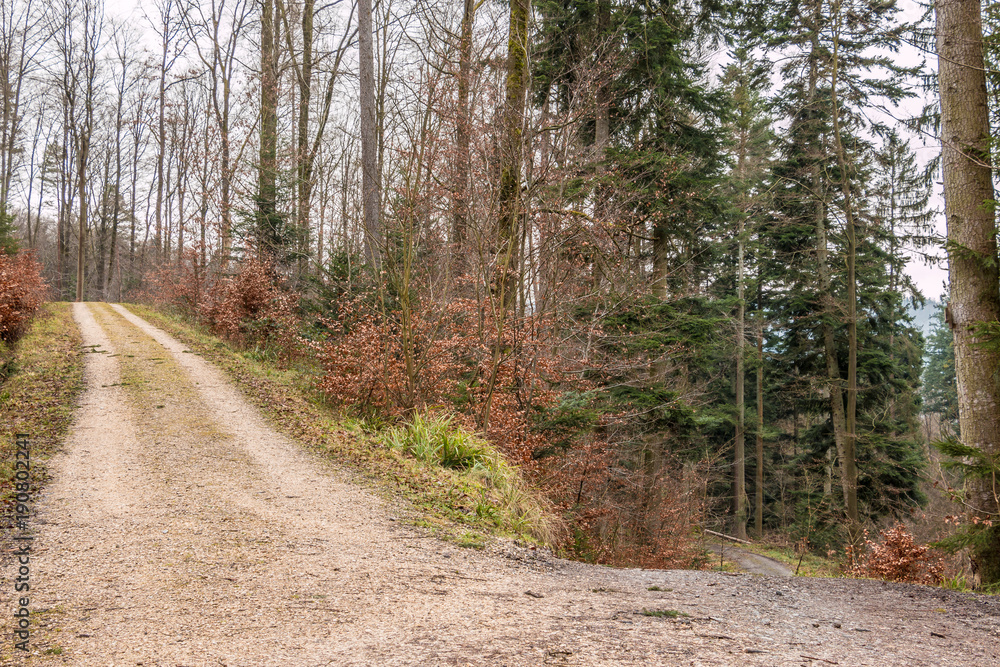 Fototapeta premium Woodland path in the middle of the forest