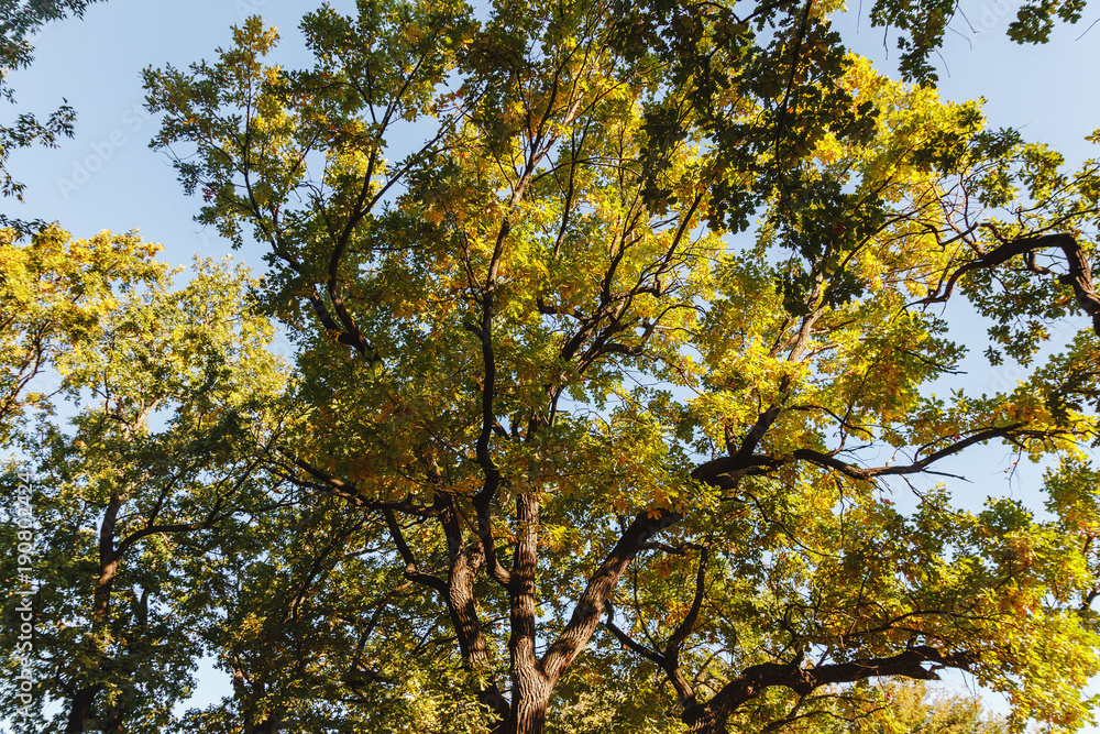 Autumn scenery with dry leaves