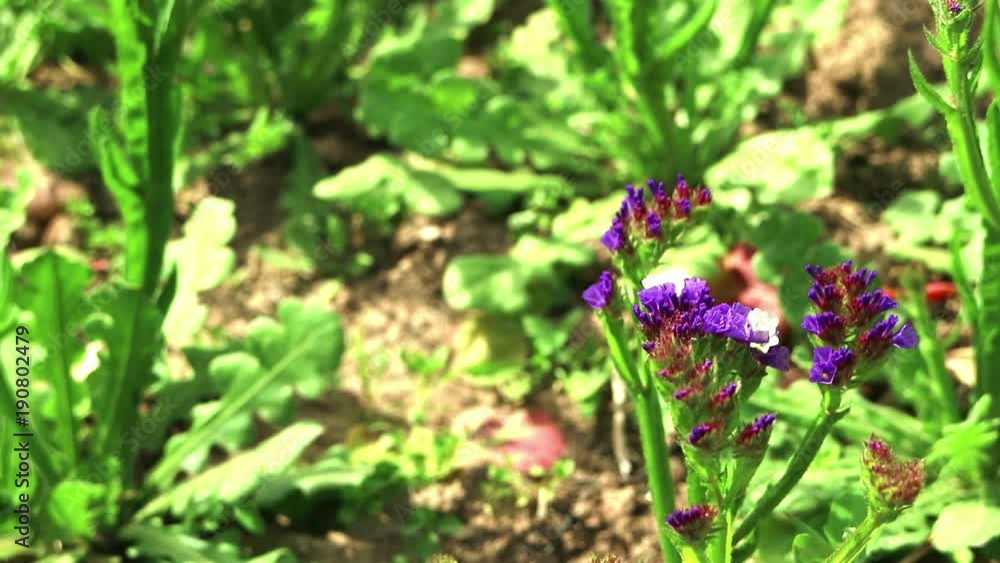 Beautiful plot with a butterfly on blue flowers. With the proboscis butterfly urticaria collects nectar Beautiful plot with a butterfly on blue flowers. With the proboscis butterfly urticaria collects nectar