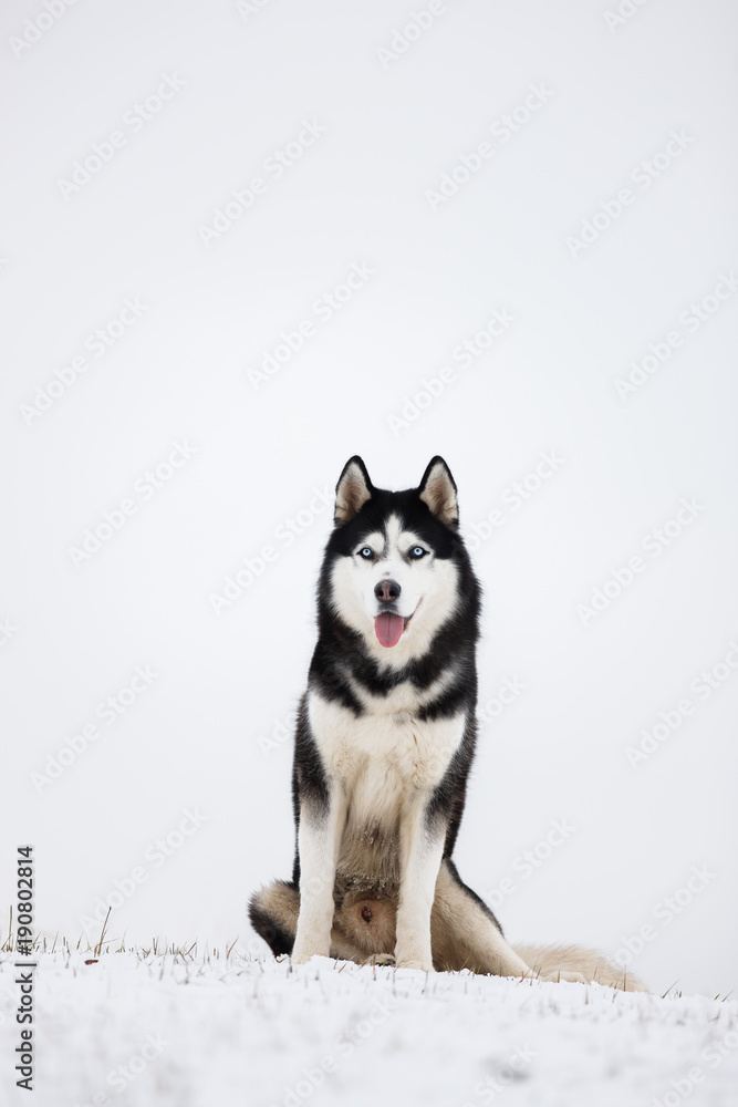 Black and white blue-eyed Siberian husky sit in the snow. Portrait of a dog on a natural background.