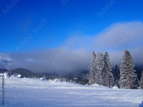 Trees in the snow © Agnieszka