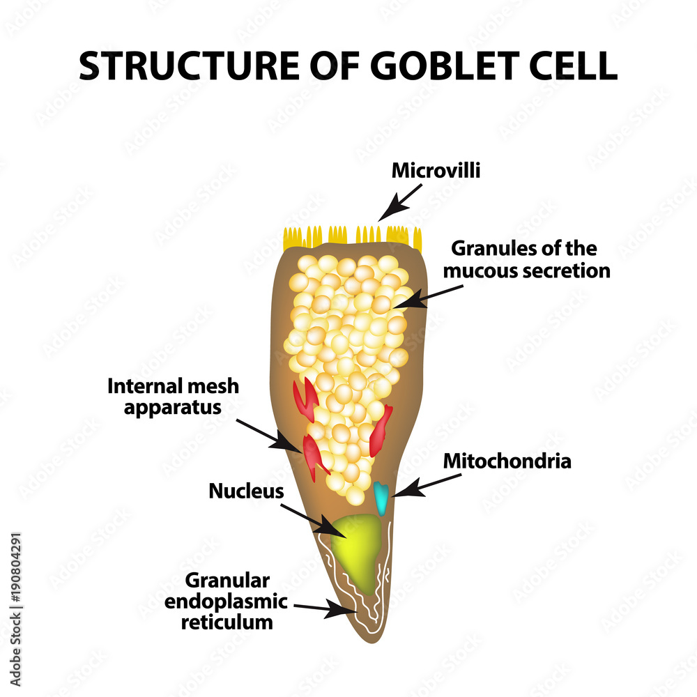 Structure Goblet cells of the intestine. Infographics. Vector