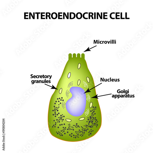 Enteroendocrine cell. Cell of the intestines. Vector illustration on isolated background