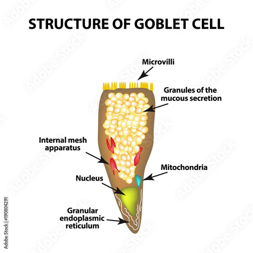 Structure Goblet cells of the intestine. Infographics. Vector illustration on isolated background