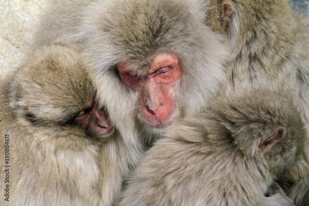 Snow Monkey family near Nagano, Japan