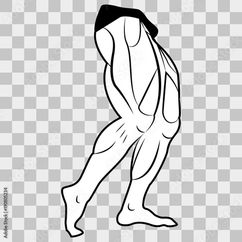 Vector image lower body man. The muscles of the legs on a transparent background