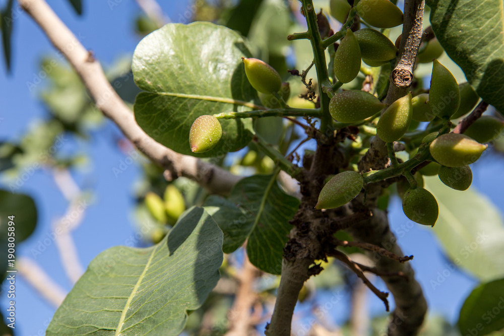 Obraz premium Pistachio in Nature, Khorasan, Iran