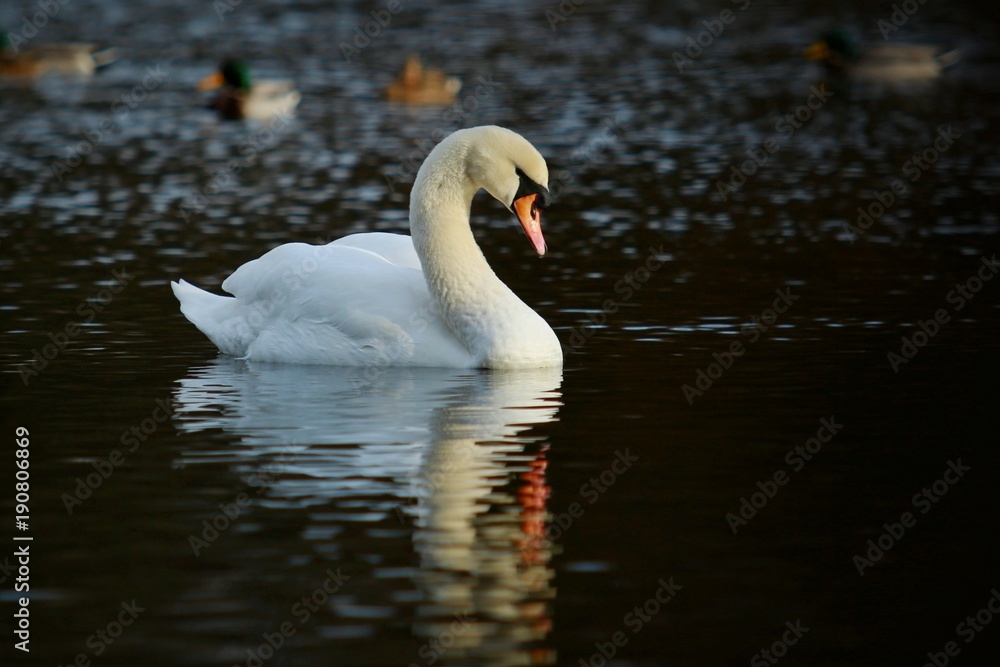 Elegant white mute swan looking in water with its reflection on water surface, dark background, blurry ducks behind Elegant white mute swan looking in water with its reflection on water surface, dark background, blurry ducks behind