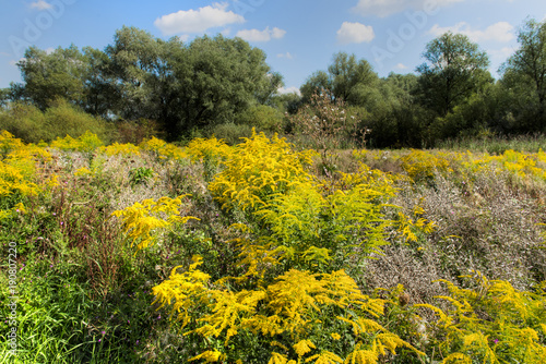 Blumenwiese am Waldrand