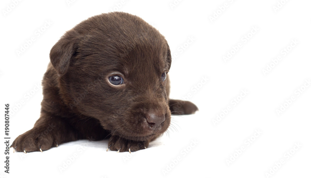 small brown labrador puppy on white background