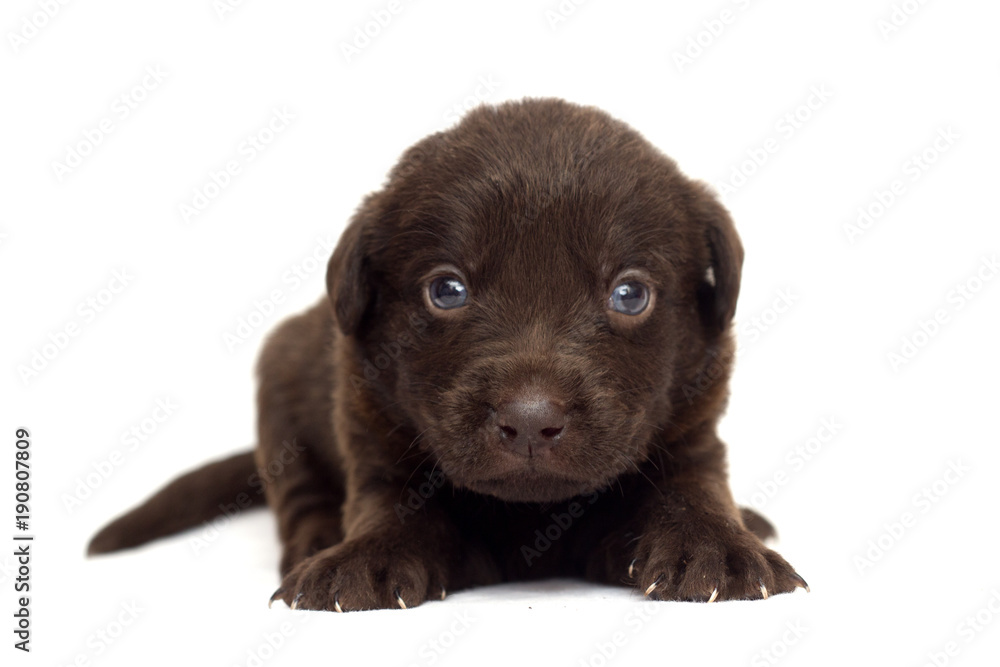 small brown labrador puppy on white background small brown labrador puppy on white background
