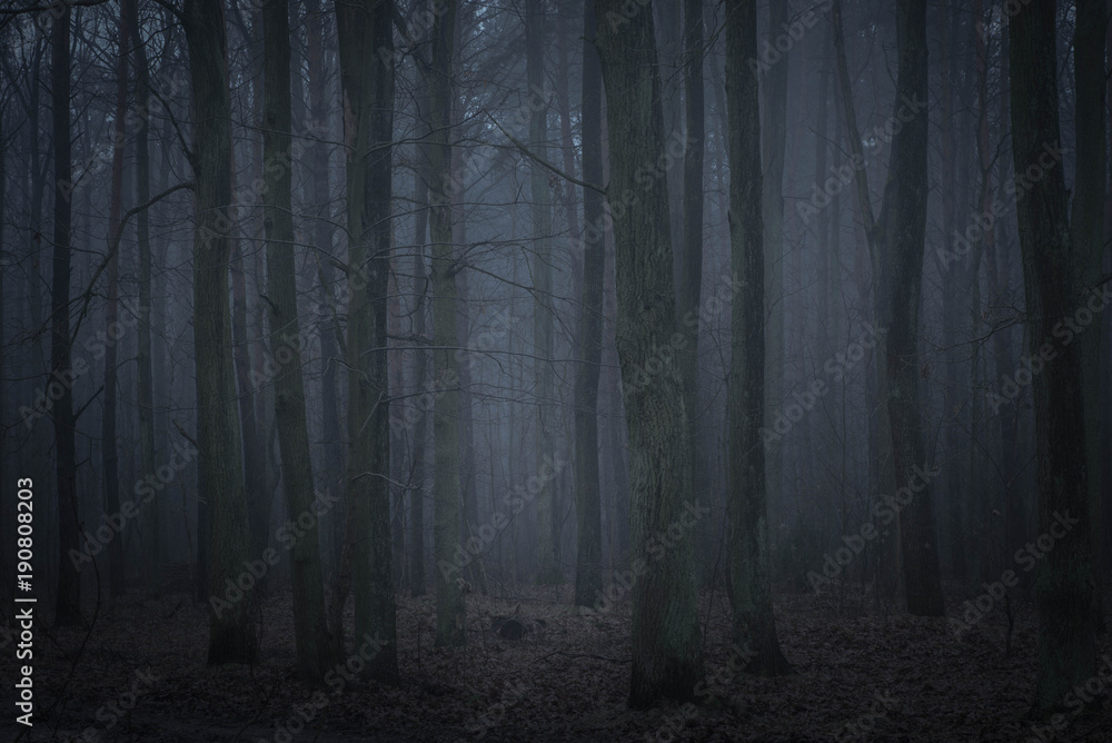 dark forest in twilight