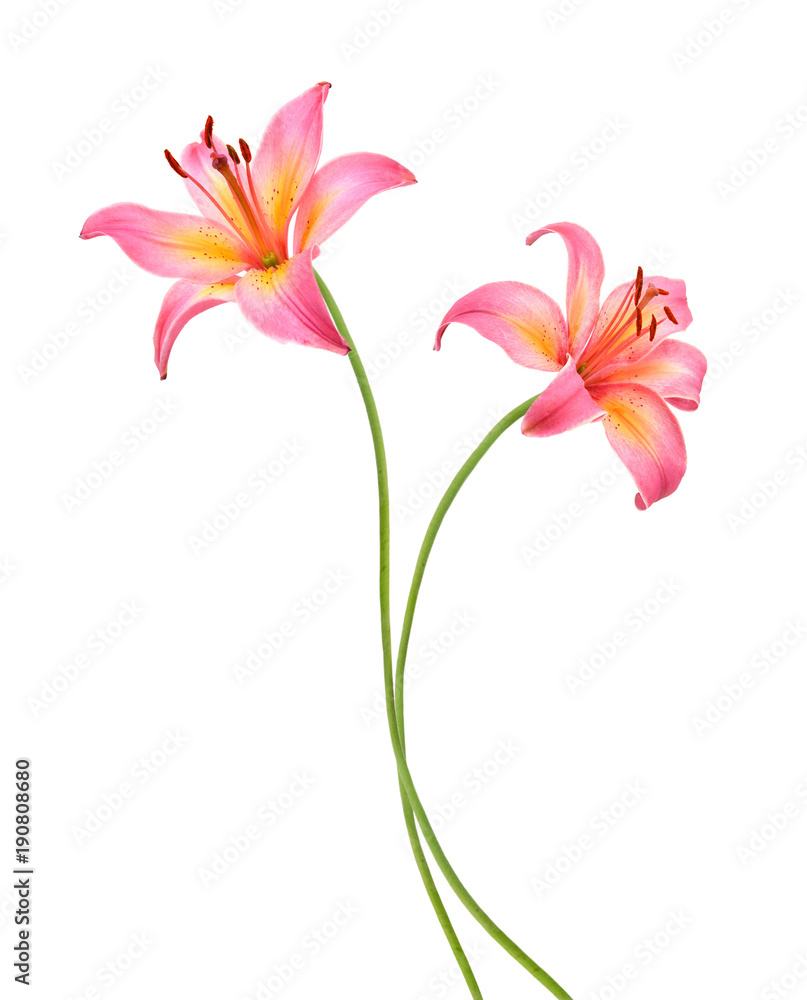 two pink lily flowers. Isolated on white background two pink lily flowers. Isolated on white background