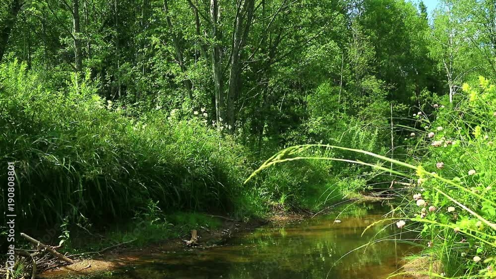 Little River in the array of green forest. Clear water. Reeds and trees