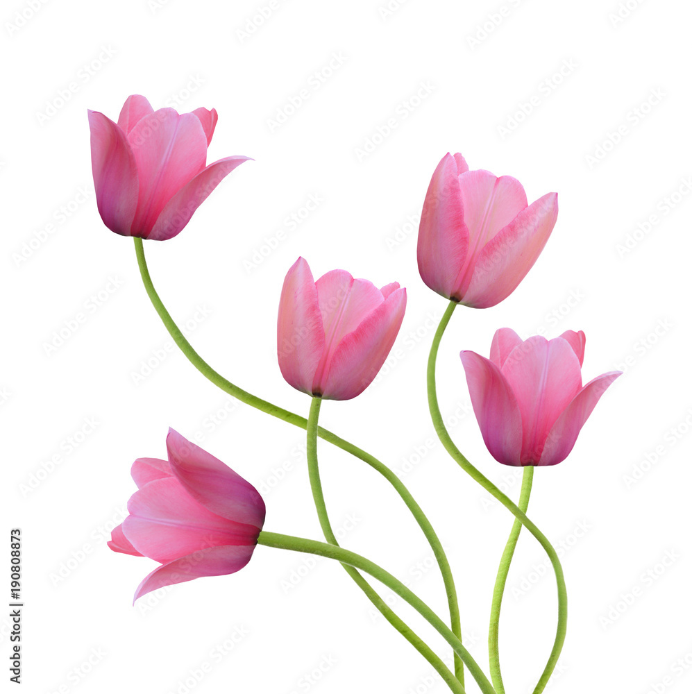 Two spring flowers. Tulips isolated on white Two spring flowers. Tulips isolated on white