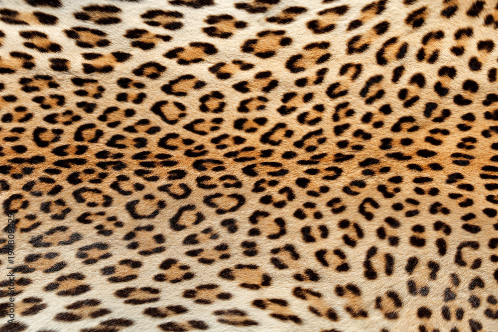 Naklejka premium Zbliżenie skóry lamparta (Panthera pardus).