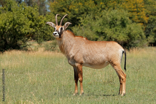 A rare roan antelope (Hippotragus equinus) standing in grassland, South Africa.