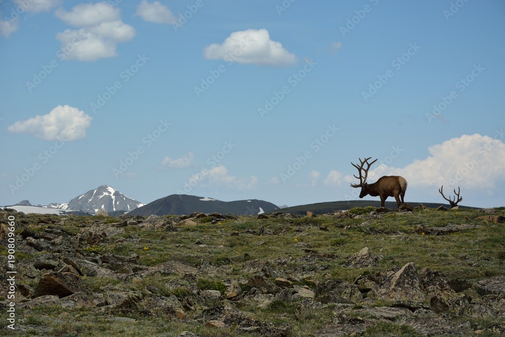 Naklejka premium Bull elk on tundra
