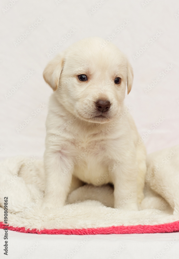 Labrador puppy on a fluffy blanket Labrador puppy on a fluffy blanket