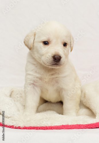 Labrador puppy on a fluffy blanket
