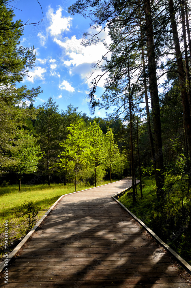 Path With Green Trees in Forest