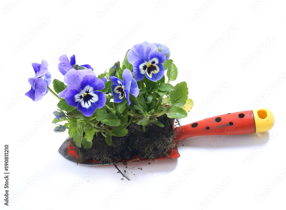 Obraz premium Plant pansies / viola wittrockiana