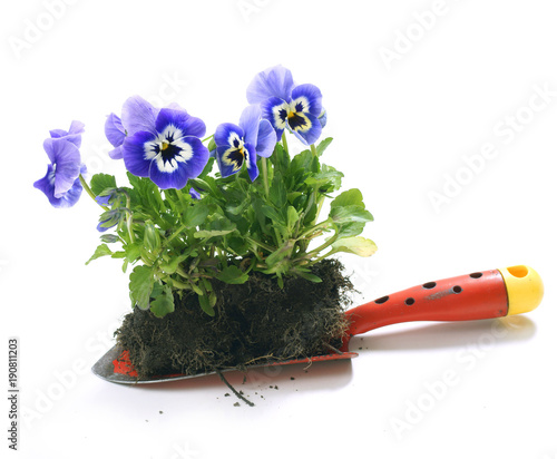Plant pansies / viola wittrockiana