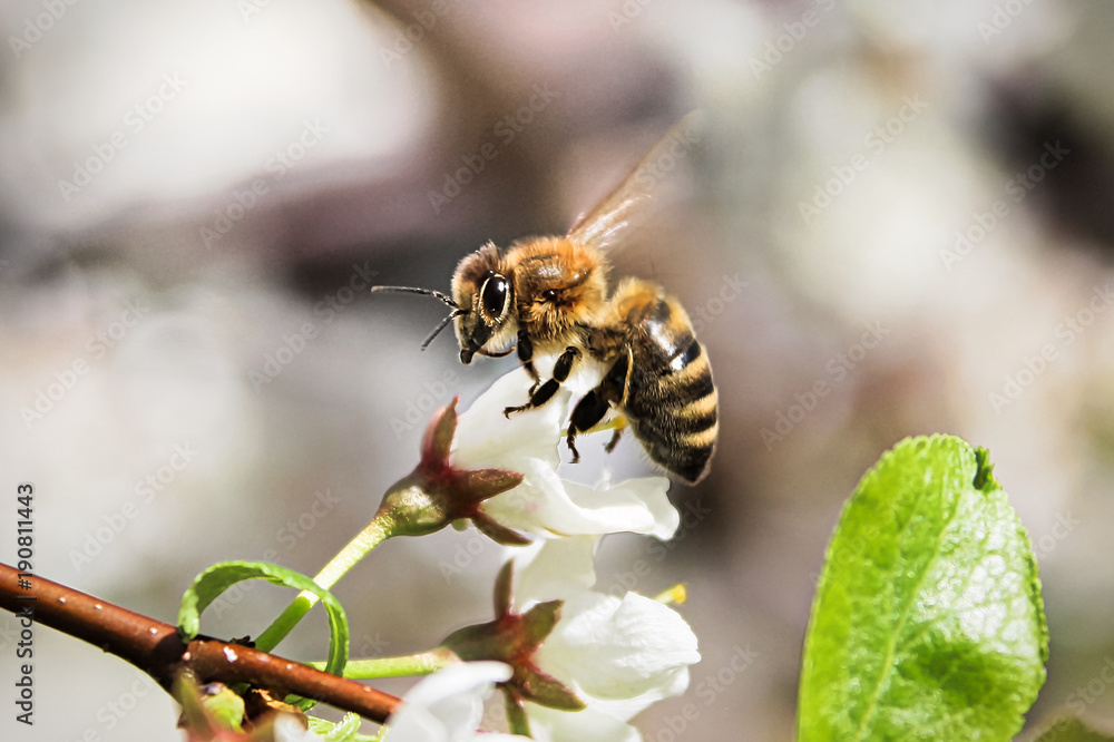 Macro of a bee sitting on an unopened blossom Macro of a bee sitting on an unopened blossom