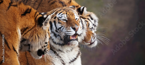 Fototapeta Naklejka Na Ścianę i Meble -  Close up of three Amur tigers, playing by rubbing their heads together, showing affection. One with an open mouth showing teeth. Banner with space for text. 