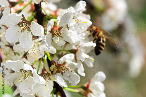 Closeup of plum blossoms with a blurred bee in the background