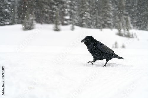 Common Raven (Corvus corax) in the snow in Banff National Park